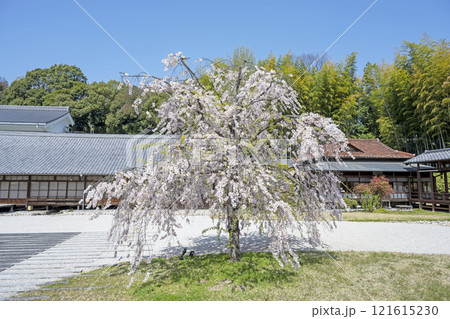 春の八事興正寺 春の八事興正寺 121615230