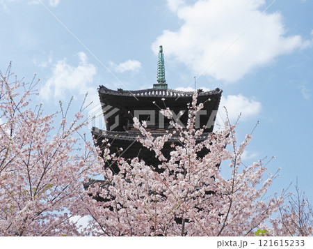 春の八事興正寺 春の八事興正寺 121615233