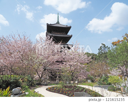 春の八事興正寺 春の八事興正寺 121615235