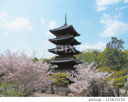 春の八事興正寺 春の八事興正寺 121615239