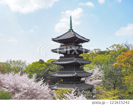 春の八事興正寺 121615242