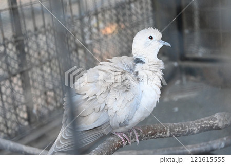 ジュズカケバト 121615555