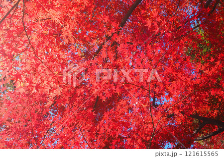 モミジ紅葉 121615565
