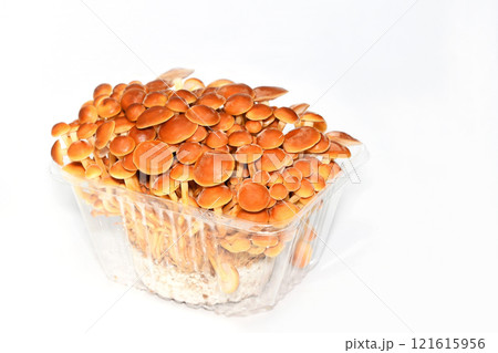 きのこ（かきの木茸） 121615956