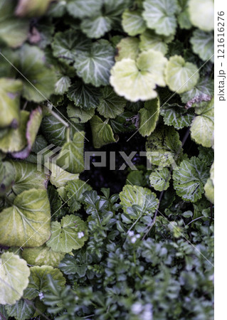 濡れている植物の葉 濡れている植物の葉 121616276