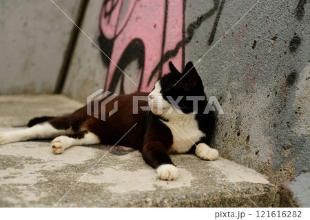 海辺でくつろぐ黒白の野良猫 121616282