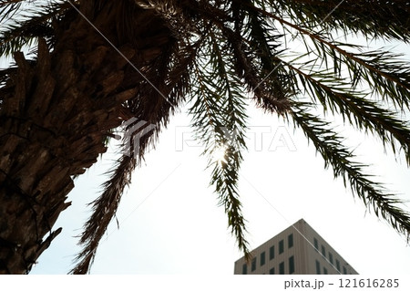 南国のヤシの木 121616285