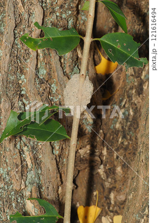 スズバチの巣跡 スズバチの巣跡 121616494