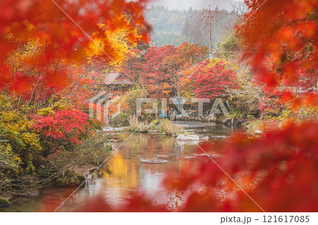 紅葉に包まれた豊田市の大井平公園の風景(愛知県) 紅葉に包まれた豊田市の大井平公園の風景(愛知県) 121617085