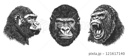 Gorilla portrait set. Front and side view. Snarling mouth. Wild jungle animal monkey. Design element for zoo safari poster banner. Simple silhouette linocut black and white style. Isolated vector on 121617140