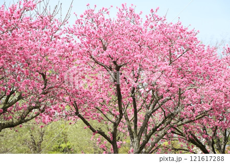 公園樹木としても人気のあるキクモモ 121617288
