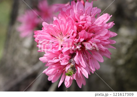 万博記念公園に咲くキクモモの花 121617309