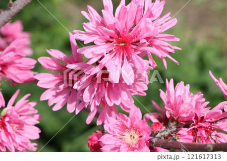 邪気を払う仙木と言われる菊桃の花 邪気を払う仙木と言われる菊桃の花 121617313
