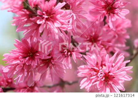 菊の花のような細長い花びらの菊桃 菊の花のような細長い花びらの菊桃 121617314