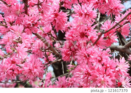 万博記念公園に咲くキクモモの花ー参 万博記念公園に咲くキクモモの花ー参 121617370