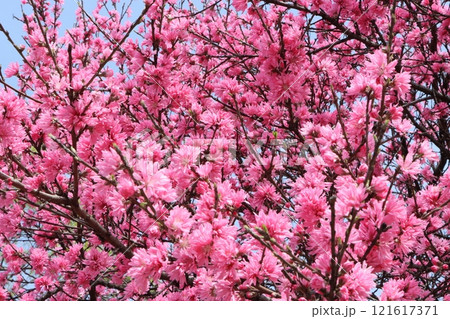 万博記念公園に咲くキクモモの花ー四 万博記念公園に咲くキクモモの花ー四 121617371