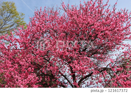 万博記念公園に咲くキクモモの花 121617372