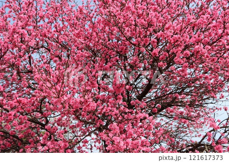 万博記念公園に咲くキクモモの花ー五 万博記念公園に咲くキクモモの花ー五 121617373