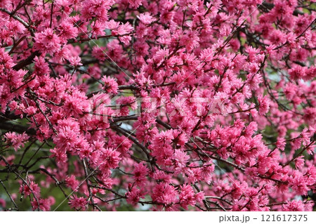 万博記念公園に咲くキクモモの花-七 万博記念公園に咲くキクモモの花-七 121617375