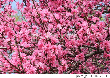 万博記念公園に咲くキクモモの花－弐 121617501