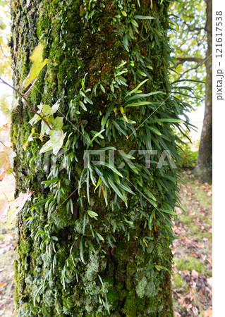 木に生えるノキシノブ 121617538