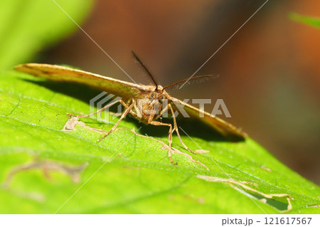 クロスジフユエダシャク（オス） 121617567