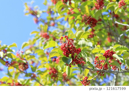 真赤な実をつけたクロガネモチ 真赤な実をつけたクロガネモチ 121617599