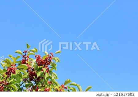 真赤な実をつけたクロガネモチ 121617602