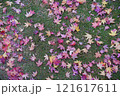 紅葉の絨毯 121617611