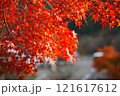 真っ赤な紅葉 121617612