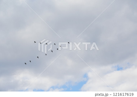 鳥の編隊飛行 鳥の編隊飛行 121617619