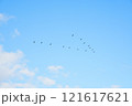 鳥の編隊飛行 121617621
