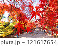 二尊院紅葉 121617654