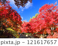 二尊院紅葉 121617657