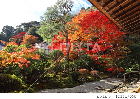 二尊院紅葉 121617659