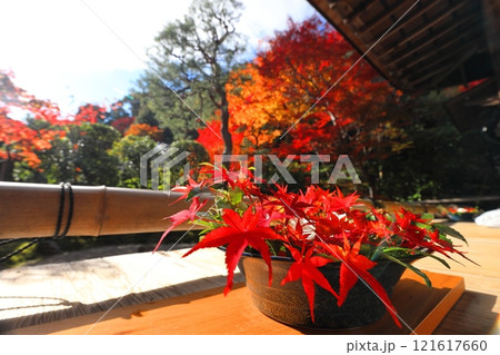 二尊院紅葉 121617660
