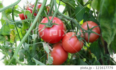 bunch of bright ripe large tomatoes close-up among green foliage in greenhouse, tomato harvest on branch in organic garden, home vegetable growing and harvest period 121617779