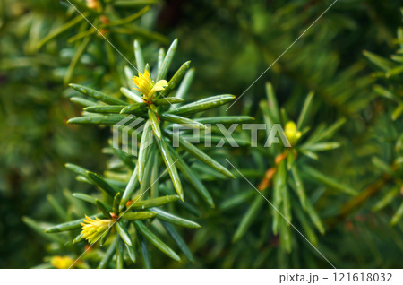 Yew Tree (Taxus Cuspidata). Growing Branches. Selective Focus. Yew Tree (Taxus Cuspidata). Growing Branches. Selective Focus. 121618032