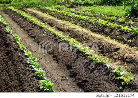 家庭菜園の畑 家庭菜園の畑 121618174