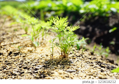 ニンジンの葉っぱ 121618212