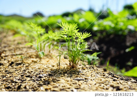 人参の葉 人参の葉 121618213