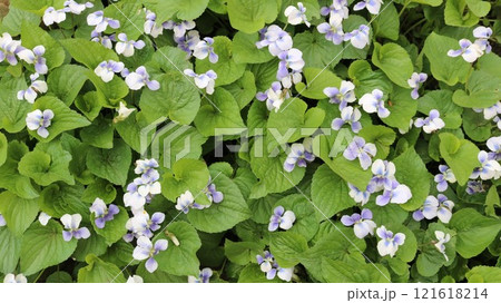 lilac-white small flowers among large green leaves, top view, natural floral and foliage background in blue-green tones, spring floral background texture 121618214