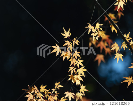 オレンジ色に紅葉した紅葉 オレンジ色に紅葉した紅葉 121618269