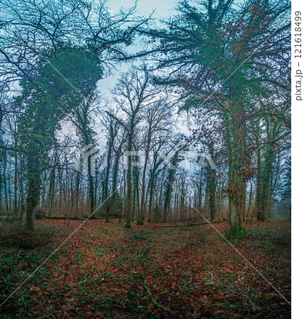 A dense forest scene with fallen logs, moss covered trees, and bare branches under a cloudy sky 121618499