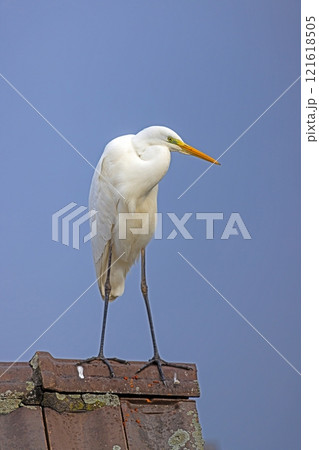 A white heron standing on a roof with a blue sky background 121618505