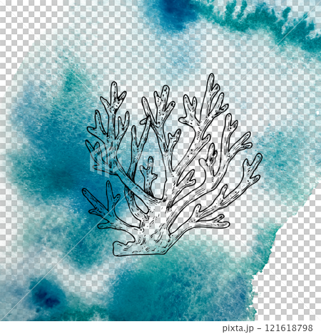 Coral on a watercolor spot. Hand painted line reef sketch. Graphic tropical clip art isolated on background. Underwater illustration. For designers, invitations, decoration, postcards, wrapping paper Coral on a watercolor spot. Hand painted line reef sketch. Graphic tropical clip art isolated on background. Underwater illustration. For designers, invitations, decoration, postcards, wrapping paper 121618798