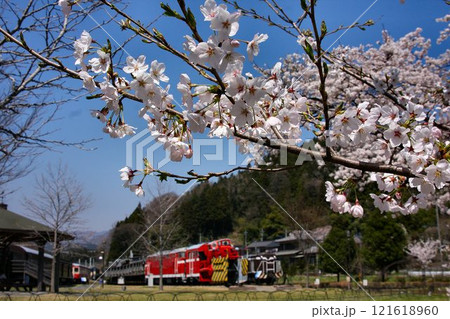 鉄道の苑に咲き誇る"桜" … 春爛漫の『碓氷峠鉄道文化むら』 121618960