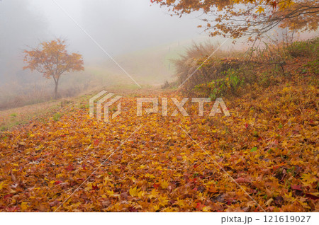 朝霧に霞む山道【大峰高原】 朝霧に霞む山道【大峰高原】 121619027