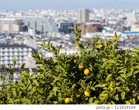 果実を付けたレモンの木と街の風景 121619104