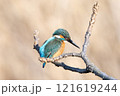 カワセミ 121619244
